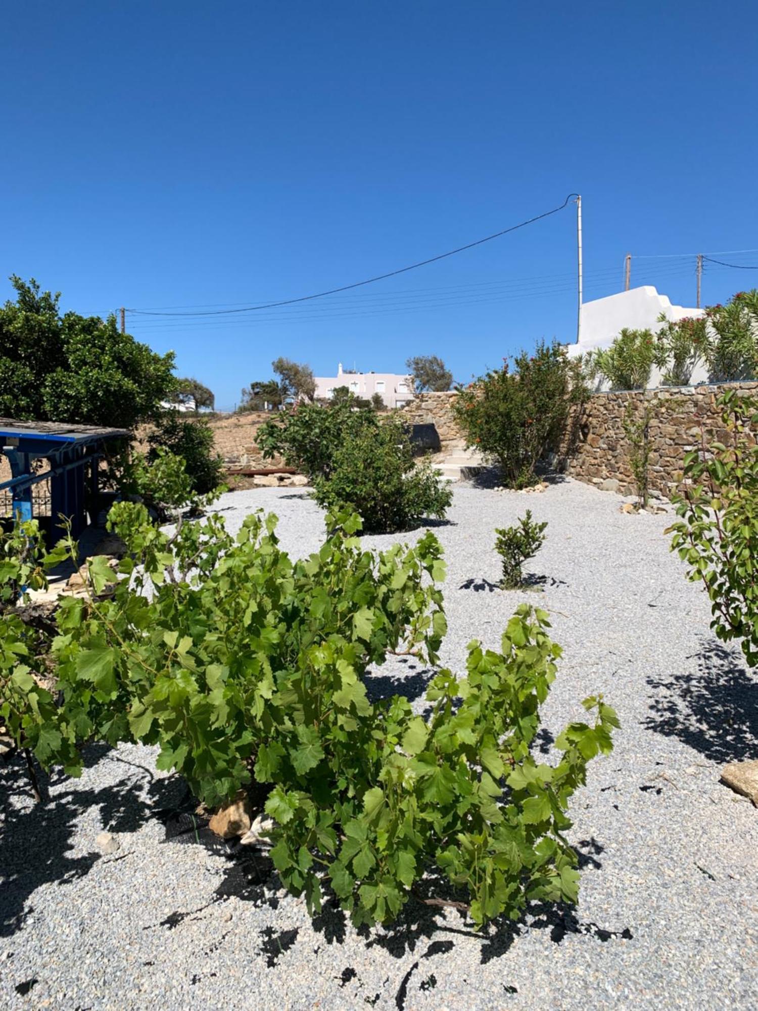 Villa Of Roses In Naxos - Private Villa With Pool Naxos City Zewnętrze zdjęcie