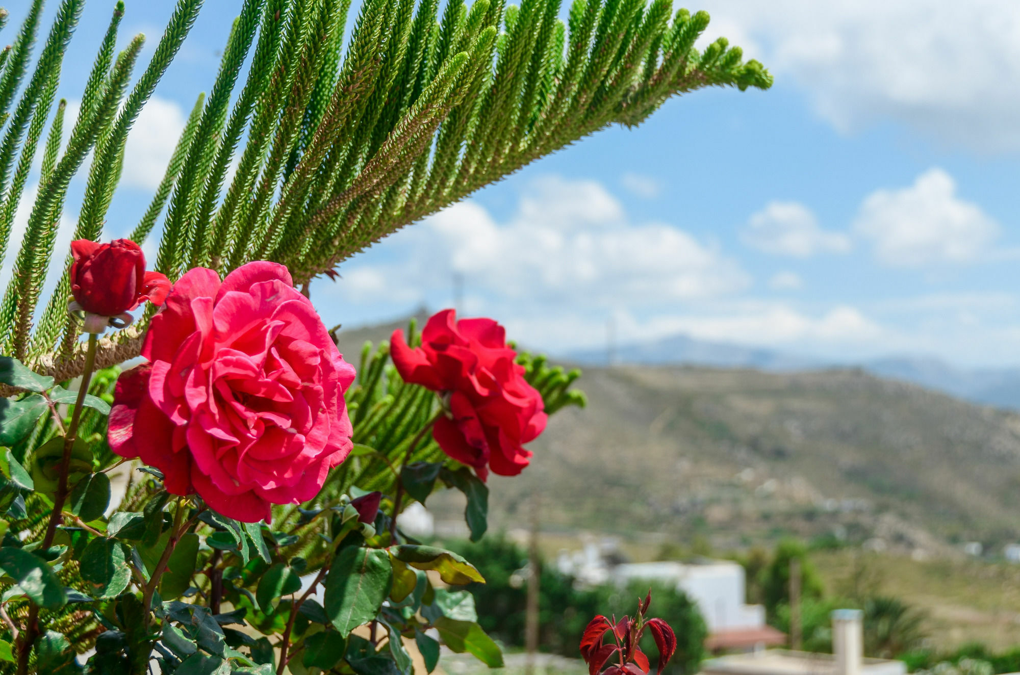 Villa Of Roses In Naxos - Private Villa With Pool Naxos City Zewnętrze zdjęcie
